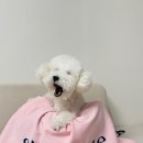 허그미 | 🐾 [슈슈떼 강아지 가방] 여름 휴가 대비 슈슈떼 뉴 허그미 백 에어돔 세트 구매후기