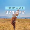 공동경비구역 JSA 촬영지 서천 신성리갈대밭