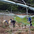 거산1리 이미지