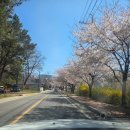 가수세천 | [내돈내산]🌸 대구 봄나들이 2탄: 세천늪테마정원과 송해공원 완벽 비교 및 연지담 맛집 후기