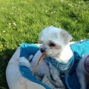 해달치킨 이미지