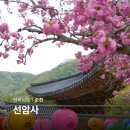 순천 선암사 겹벚꽃 주차장 봄에 가볼만한곳