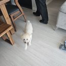 강화애견훈련학교 이미지