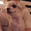 하늘N펜션 | 태안 애견동반펜션 하늘N펜션 첫 방문 솔직후기🐶