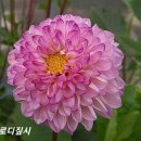 짚시 이미지
