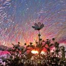 춤추는 고래 이미지