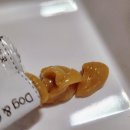 샘마을길 8 | 짜먹는 강아지 관절영양제 슬개골탈구 관리 및 예방 후기