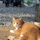 우일시장 이미지