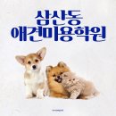 애견미용 이미지