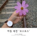 하동코스모스메밀체험민박 이미지