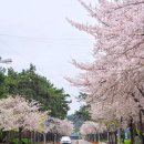 세븐일레븐 보령풍성점 | 4월 | 보령 대천해수욕장 벚꽃길까지 예쁜 바닷가
