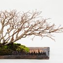 흙과 나무 이미지