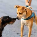 더바른 동물병원 이미지