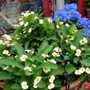 바구니농원 이미지