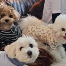 바우스쿨 이미지