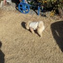 멍 스테이 | [애견펜션] 제주 :) 14개월 아기랑 진이랑 쉼멍스테이 101호에서 2박 🏠