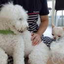 욜로펫 이미지