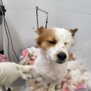 멍멍이컷 이미지