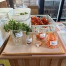 새별농장 | 제주 아이랑 가볼만한곳 추천｜새별프렌즈 먹이체험 솔직후기요 🐑🦌