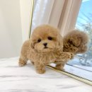 부산애견호텔 강아지유치원 펫퍼센트&코모네하우스 이미지