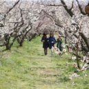 인해농원 이미지