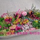 벤자민정원 이미지