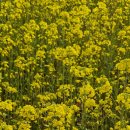 스치로다 이미지