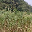 경안천 초부리 이미지