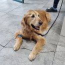 더나은 동물병원 | 양산동물병원추천/양산더나은동물병원 방문기