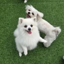 멍데이 유치원 이미지