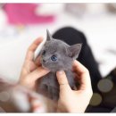 고양이집사 | 용인고양이분양 후기 │ 처음 집사가 된 이야기