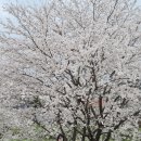 왕릉교 - 고양시 덕양구 | 공주 제민천 벚꽃 2026 최신 개화상황 + 산책코스 5곳 총정리