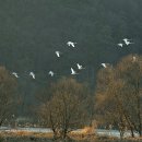 여주일출.충주고니.경안천고니와의 만남 벙개후기 이미지