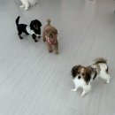 은평국제유치원 이미지