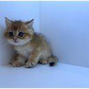 천안고양이 분양 냥블리 | 강아지와 고양이 입양에 최적! 천안 강아지분양 고양이분양 도그마루 방문 후기!