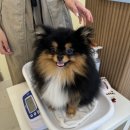 삐삐앤몽 이미지