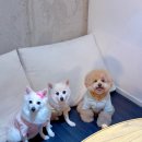 휘파람펜션 이미지