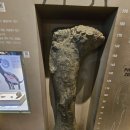 어룡슈퍼 | 2024년 4월 26일 국립과천과학관 자연사관 방문기