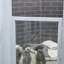 그녀의펫살롱 이미지