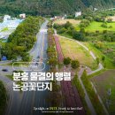 핑크뮬리 꽃단지 원 | 대구 꽃구경 논공꽃단지 핑크뮬리 개화상황