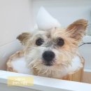 나봄스파 이미지