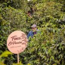 파라이소 이미지