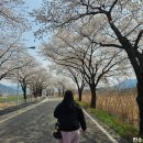 대구 달창저수지 벚꽃 명소 2025 실시간 개화상황과 주차 정보까지 총정리