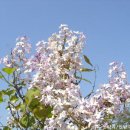 오월의수수꽃다리 이미지