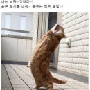 낭만고양이 이미지
