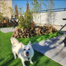 더봄(the봄) | 양평 애견카페 &amp; 양평 애견호텔 한 번에! 반려견과 최고의 힐링 여행지