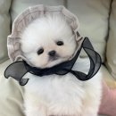 [Animals] 대전강아지분양, 대전강아지입양은 거품없는 애니멀즈로 오세요💞