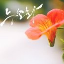 캘리그라피 이미지