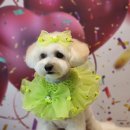 전설의 그루밍 이미지