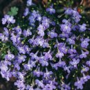 로벨리아
